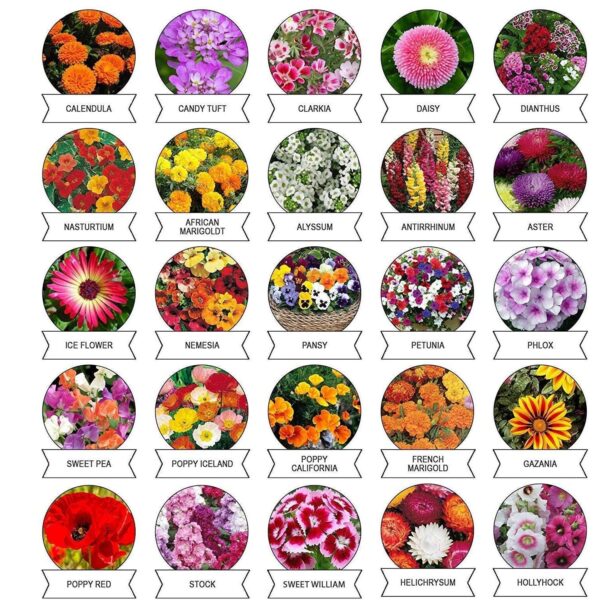 Seeds 20 Varieties Of Flower Seeds Combo (1 Pkt / 20 Varieties) - Image 3